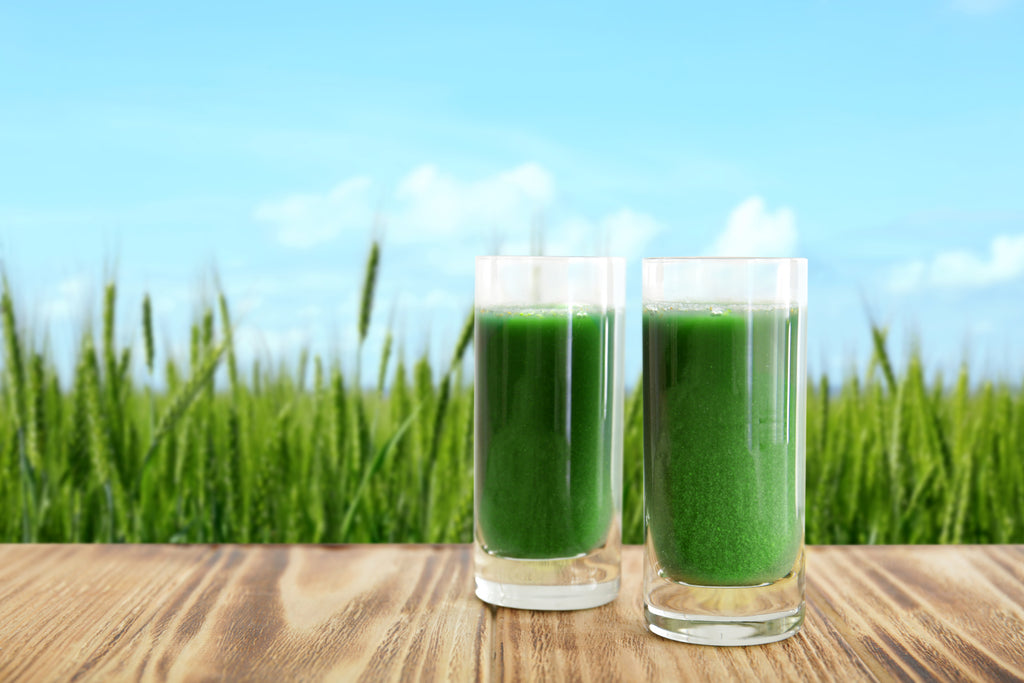 How Long Does Wheatgrass Juice Last?