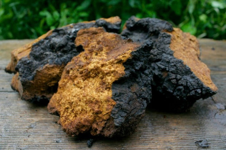 ¿Cómo identificar el hongo Chaga como un profesional?
